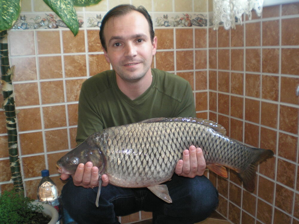 ���������� �������, ���� ������� Igori, 50 ���, ������������ ��� ������