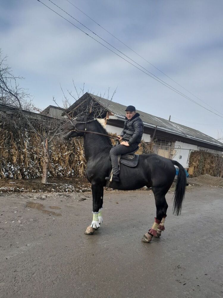 ���� 43790028 ������� �����, 33 ����, ���� ���������� � ���������