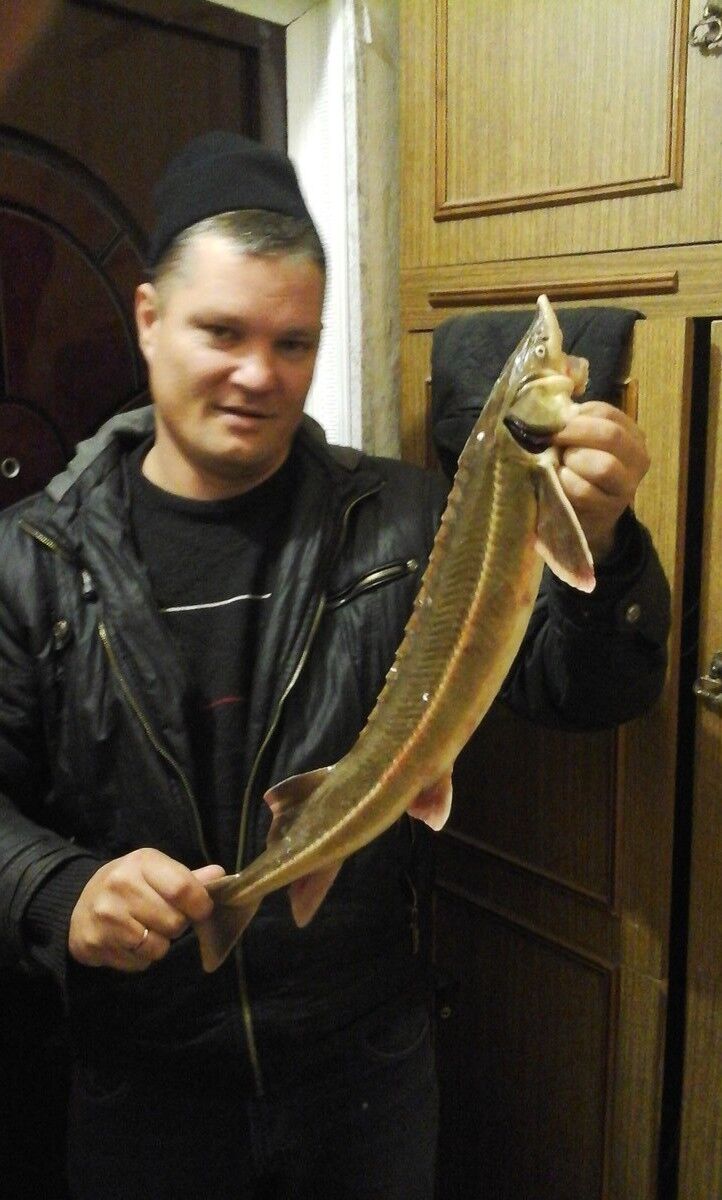 ���� 5247978 ������� �����, 52 ����, ���� ���������� � ������