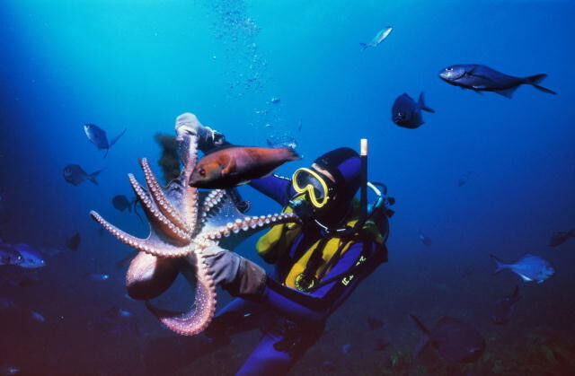 ���������� ����, ���� ������� ��������, 48 ���, ������������ ��� ������, ����� � ���������, c�������� ���������