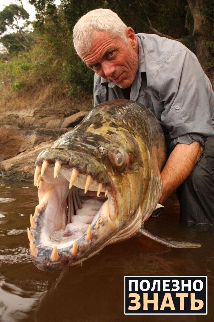 ���� 25013608 ������� ����, 54 ����, ���� ���������� � ����