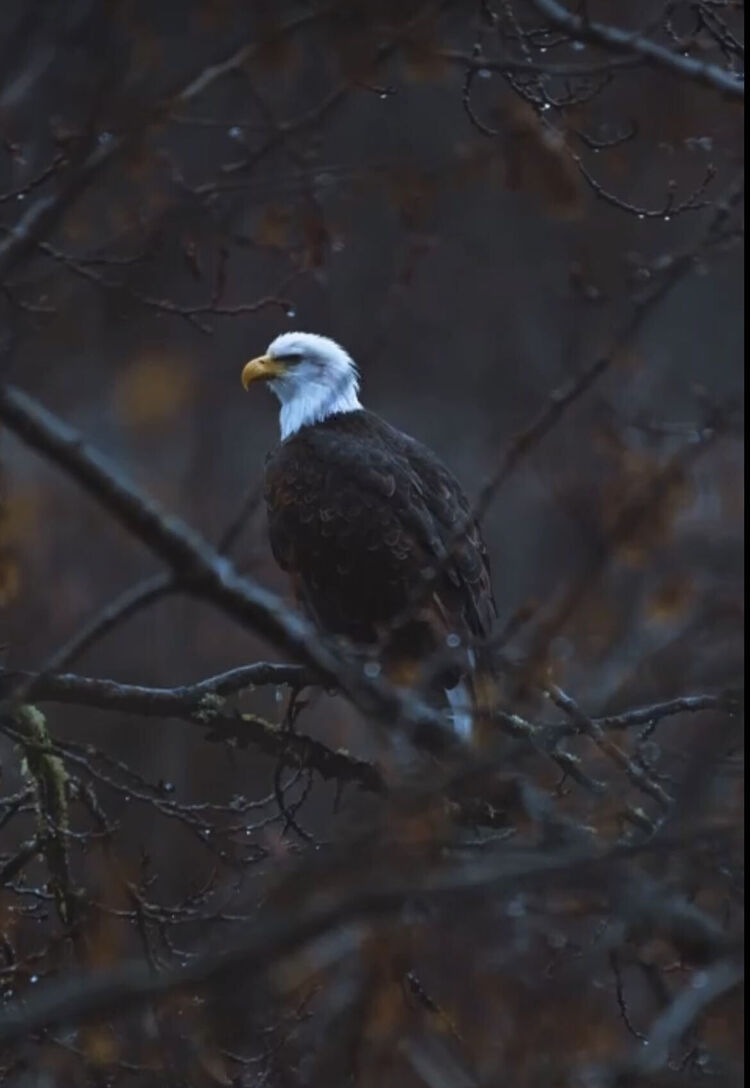 ���� 41966388 ������� ����, 36 ���, ���� ���������� � ���������