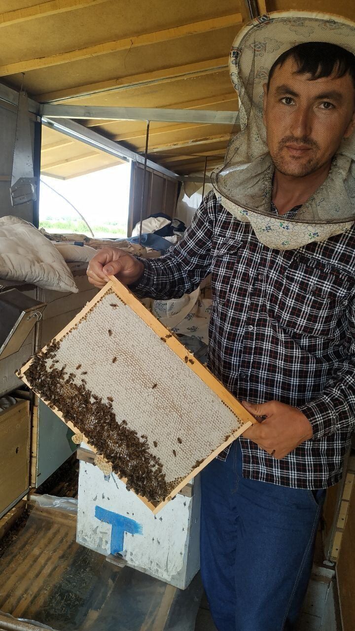 ���� 55573408 ������� ������, 36 ���, ���� ���������� � ������