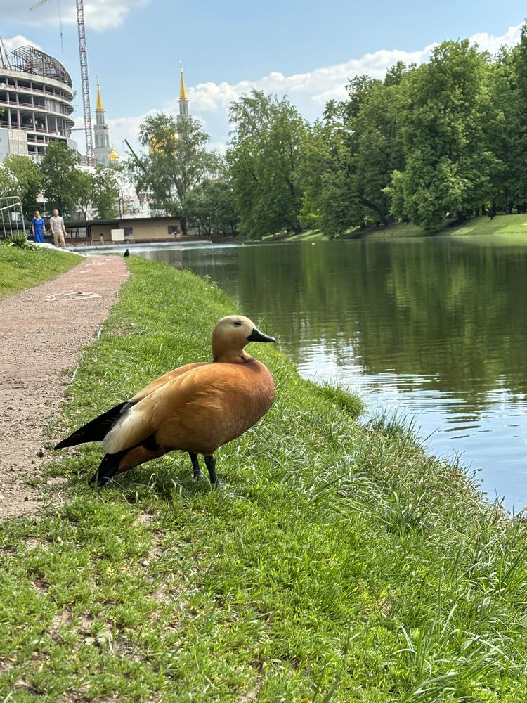 ���� 43693198 ������� �����, 39 ���, ���� ���������� � ������