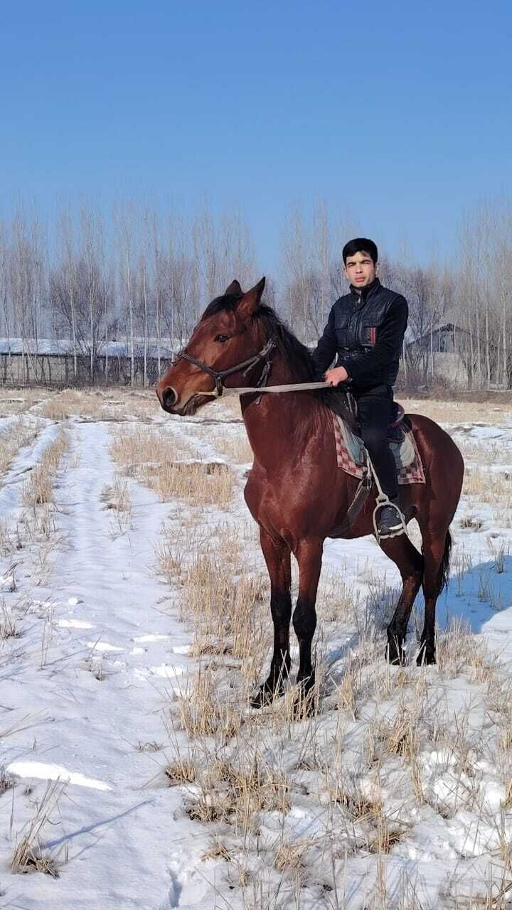  ,   Sultan, 40 ,   ,   , c , 