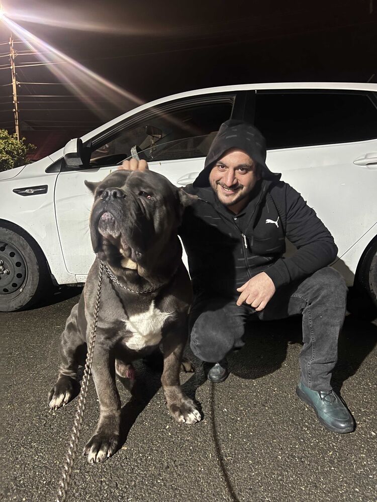 ���� 42998128 ������� Sev, 36 ���, ���� ���������� � ����������