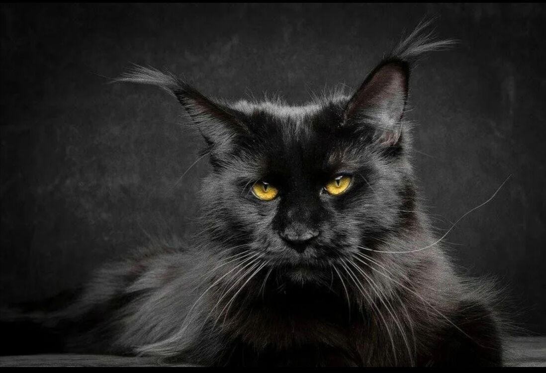 ���������� ������, ���� ������� �����, 34 ����, ������������ ��� ������, ����� � ���������