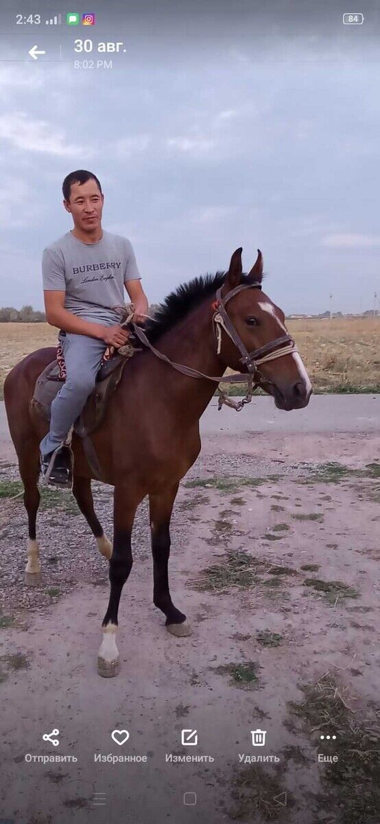 ���� 21467598 ������� �����, 36 ���, ���� ���������� � ������