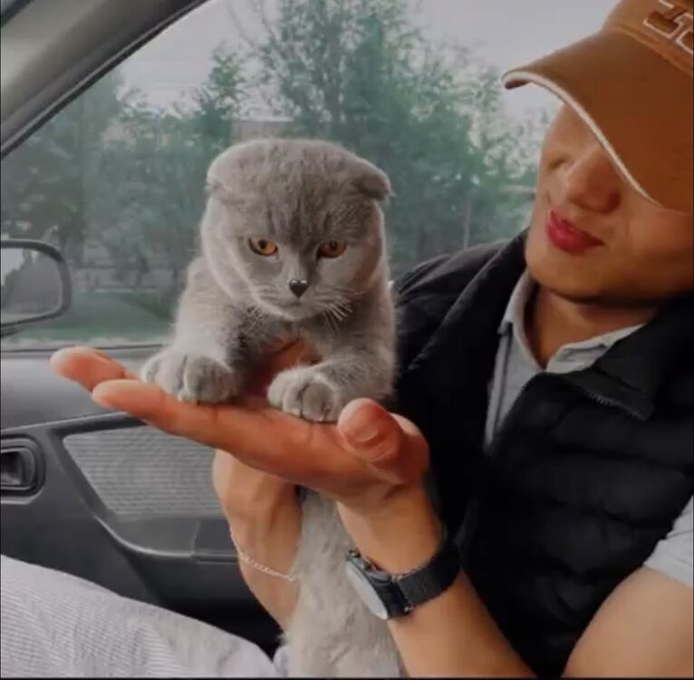 ���� 55802828 ����� Siracasss, 25 ���, ���� ���������� � Esenyurt