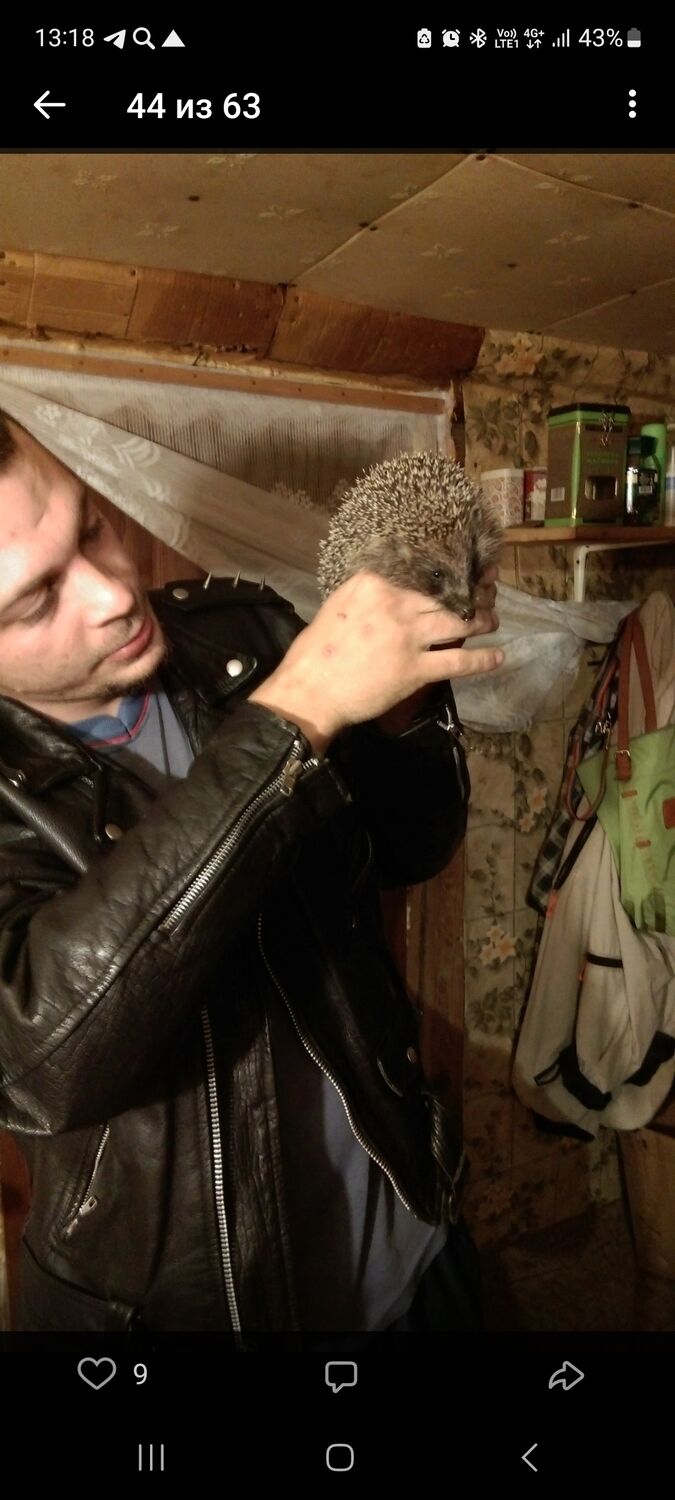 ���������� ������, ���� ������� Dima, 36 ���, ������������ ��� ������, ����� � ���������