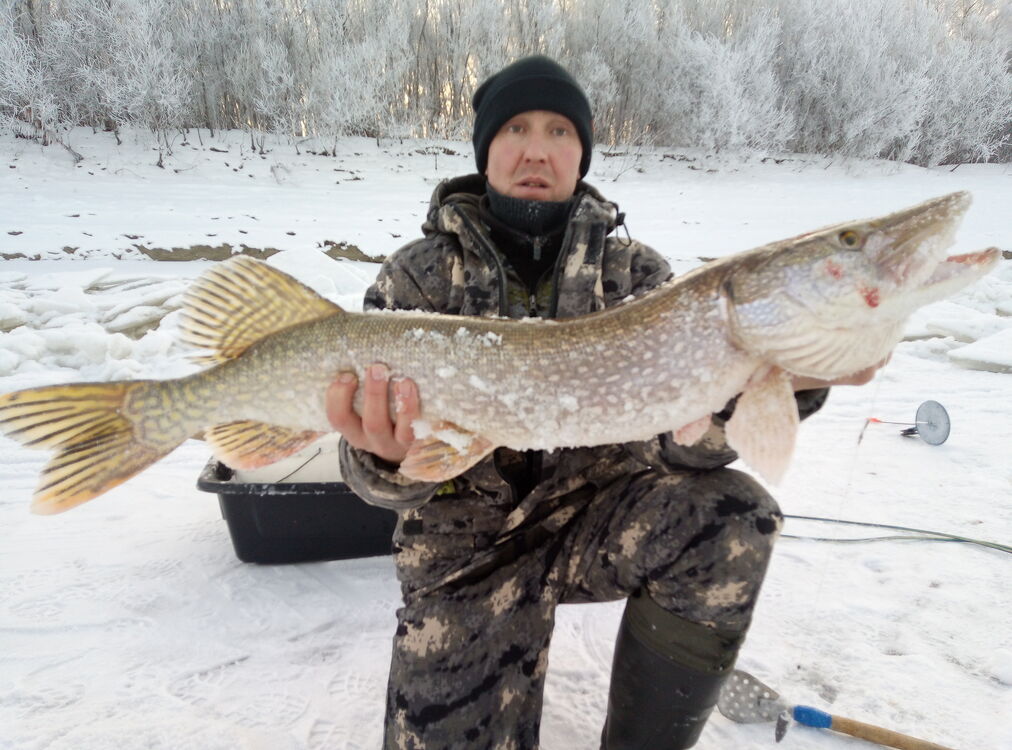 ���������� ���������, ���� ������� ���������, 36 ���, ������������ ��� ������, ����� � ���������