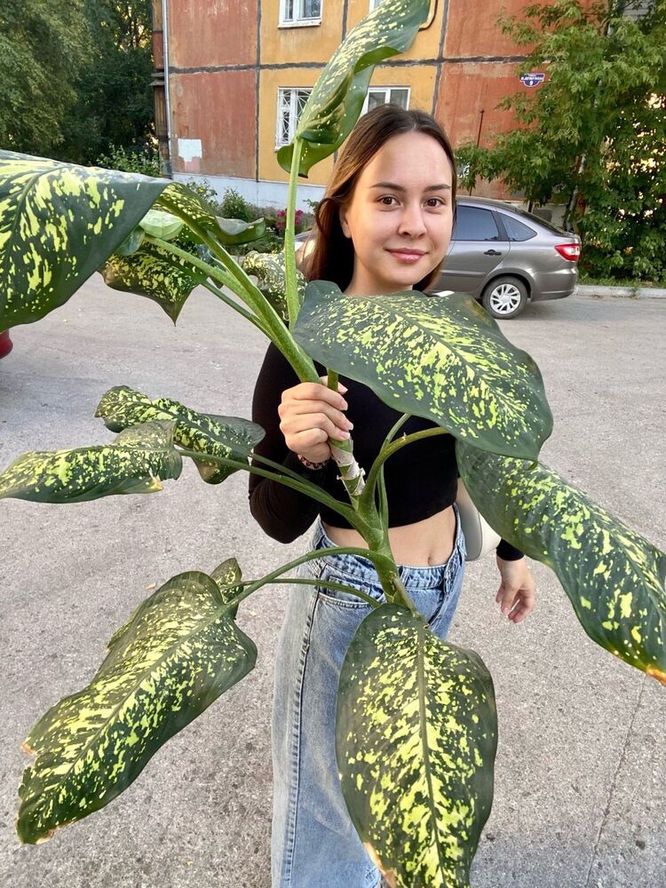 ���� 47009128 ������� �����, 27 ���, ���� ���������� � ������