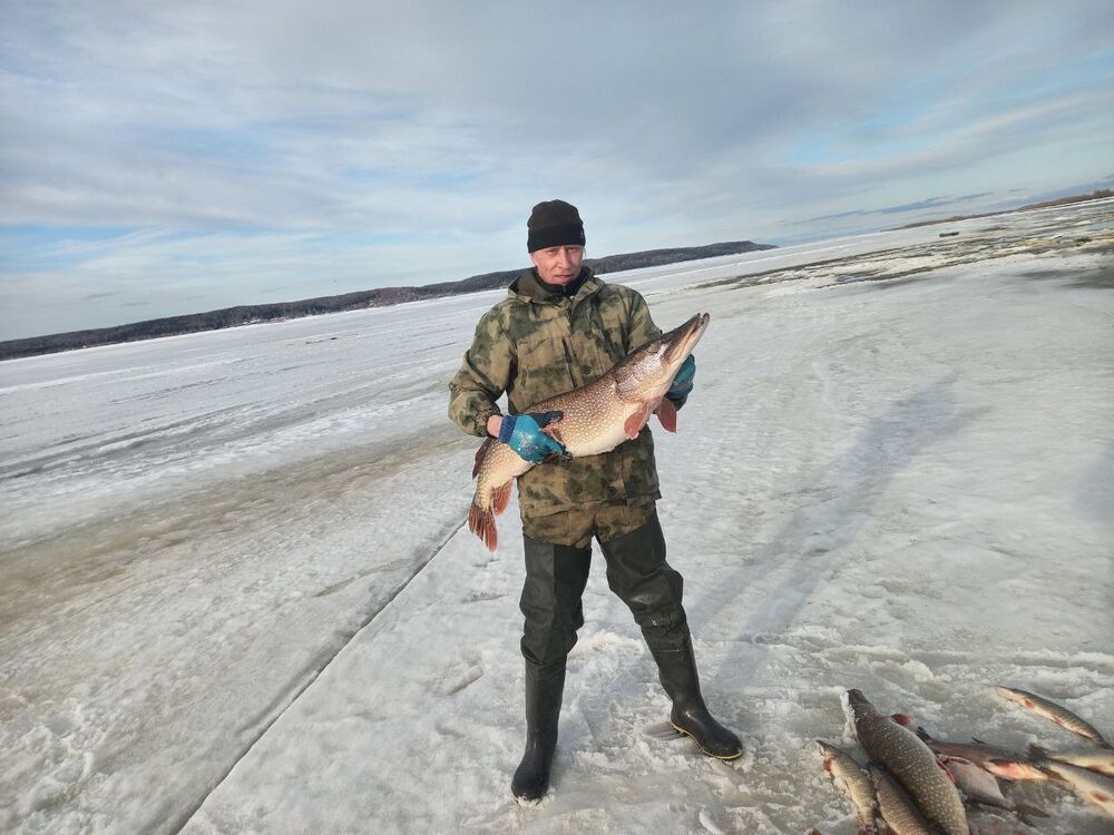 ���� 53696598 ������� ���������, 38 ���, ���� ���������� � �����-���������