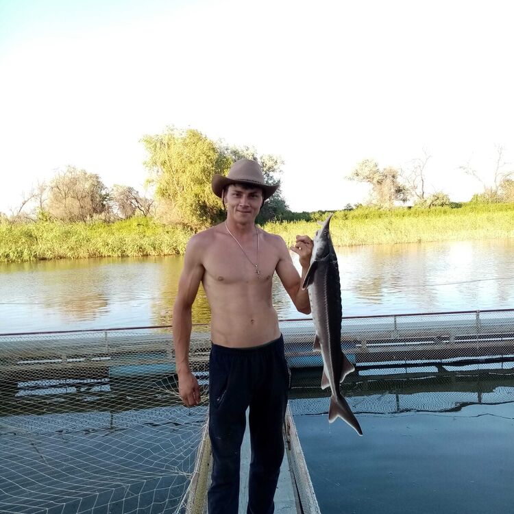 ���� 21488108 ������� ��������, 36 ���, ���� ���������� � �������