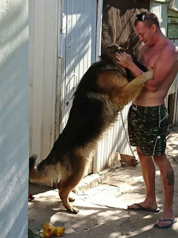 ���������� �����������, ���� ������� ����, 37 ���, ������������ ��� ������, ����� � ���������, c�������� ���������