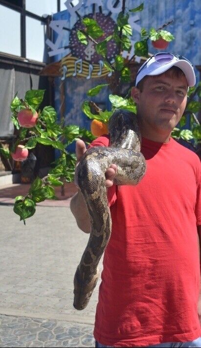 ���������� ���������� �����, ���� ������� ��������, 38 ���, ������������ ��� ������, ����� � ���������, c�������� ���������