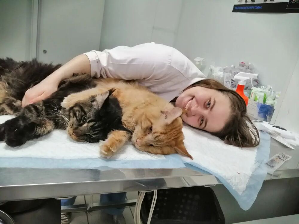 ���������� ���������, ���� ������� �������, 33 ����, ������������ ��� ���������