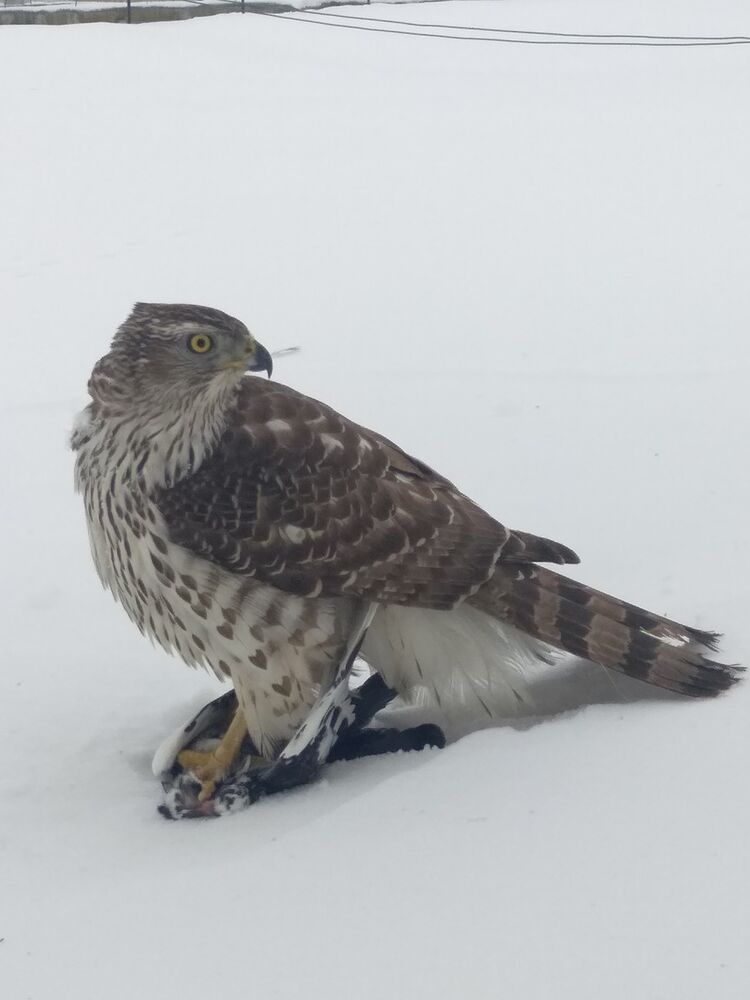 ���� 16470468 ������� ����, 43 ����, ���� ���������� � �������