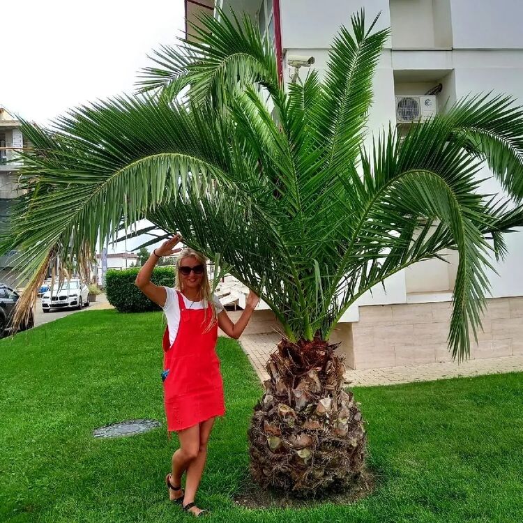 ���������� �����-���������, ���� ������� �������, 35 ���, ������������ ��� ������, ����� � ���������