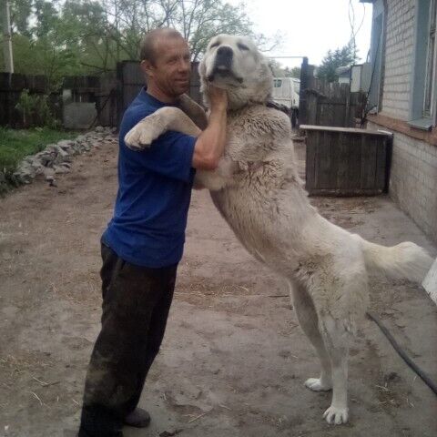 ���� 23868228 ������� ����, 45 ���, ���� ���������� � ����������