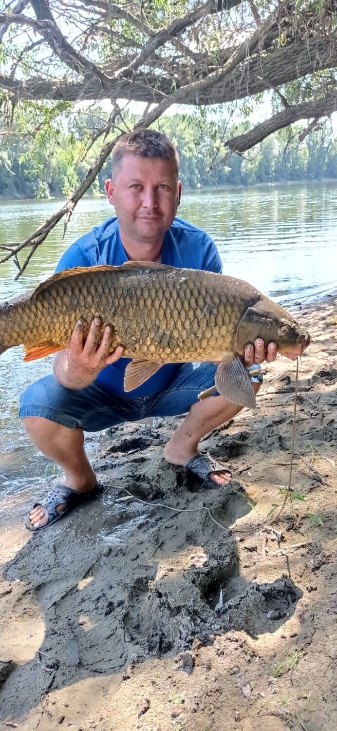 ���� 55275198 ������� ���������, 38 ���, ���� ���������� � ���������