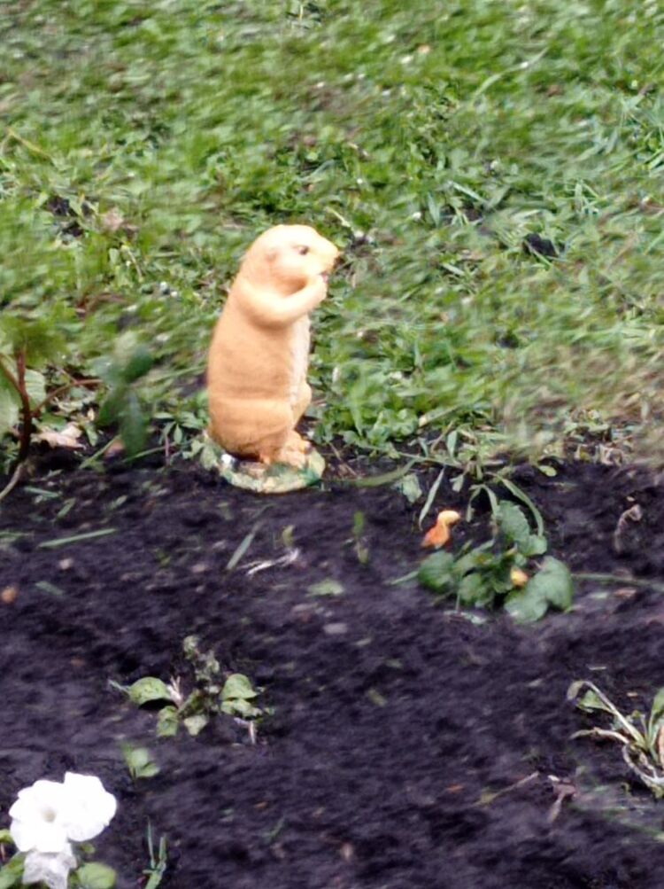 ���� 26889858 ������� ����, 44 ����, ���� ���������� � ���