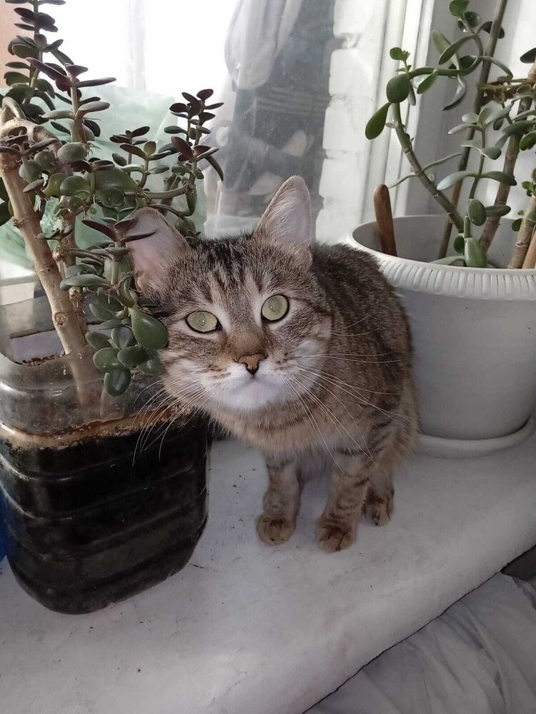 ���������� ������, ���� ������� �������, 39 ���, ������������ ��� ����� � ���������, c�������� ���������, ���������