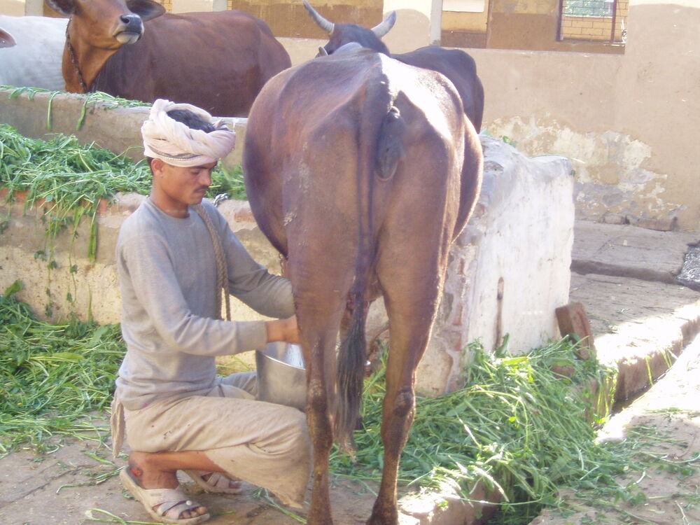 ���������� ������, ���� ������� Batyr, 47 ���, ������������ ��� ������, ���������