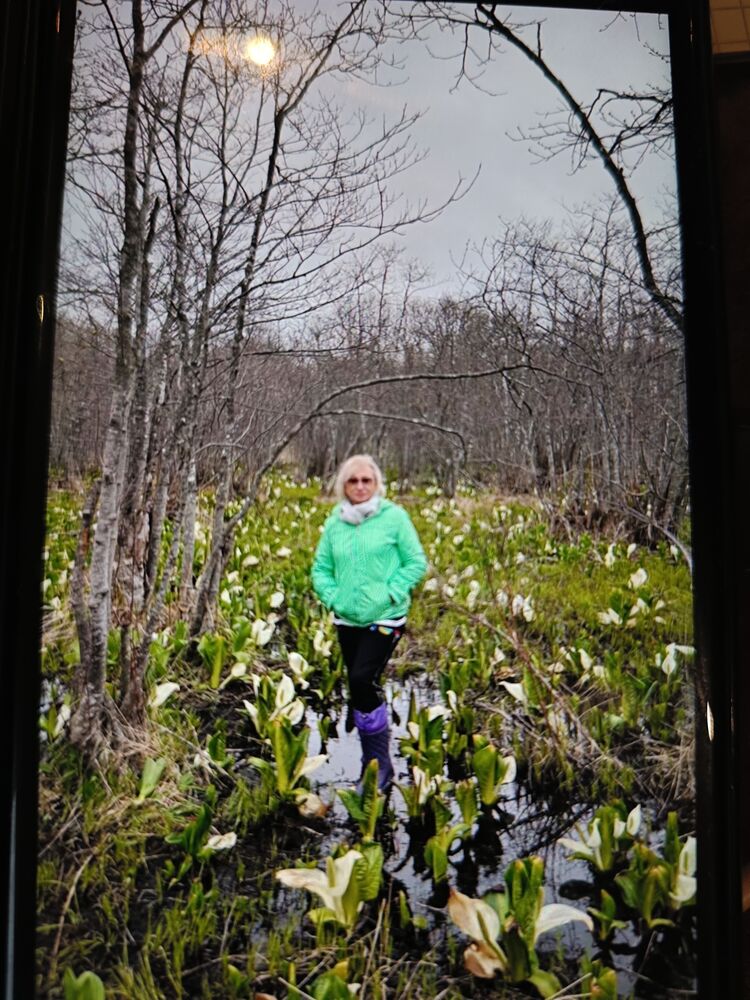  52006878  , 72 ,    -