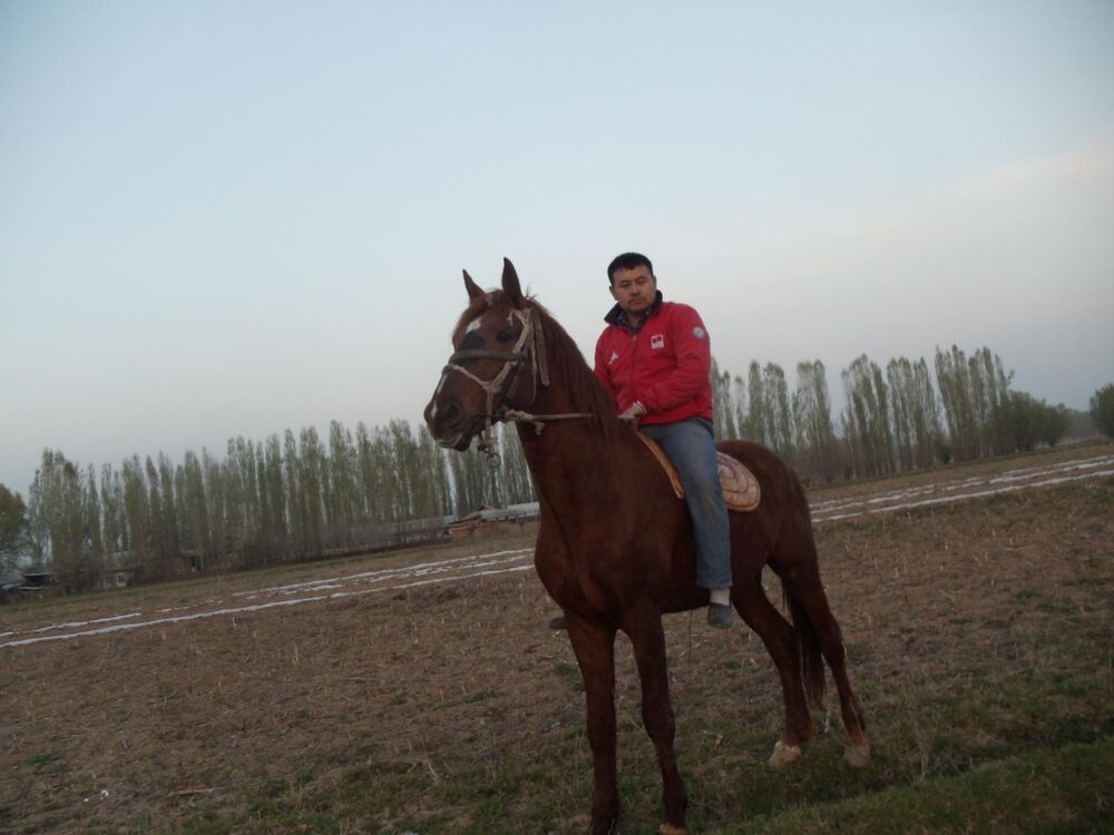 ���� 56045008 ������� �����, 36 ���, ���� ���������� � ���