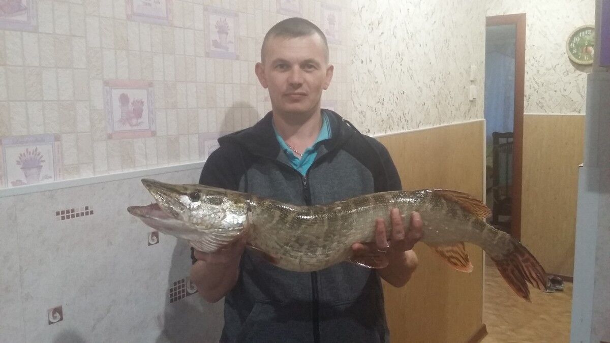 ���� 17088258 ������� ����, 44 ����, ���� ���������� � ��������