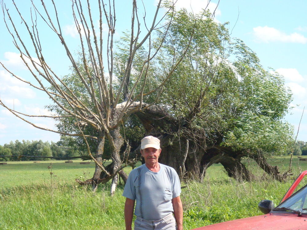 ���������� ��������, ���� ������� ����, 71 ���, ������������ ��� ������