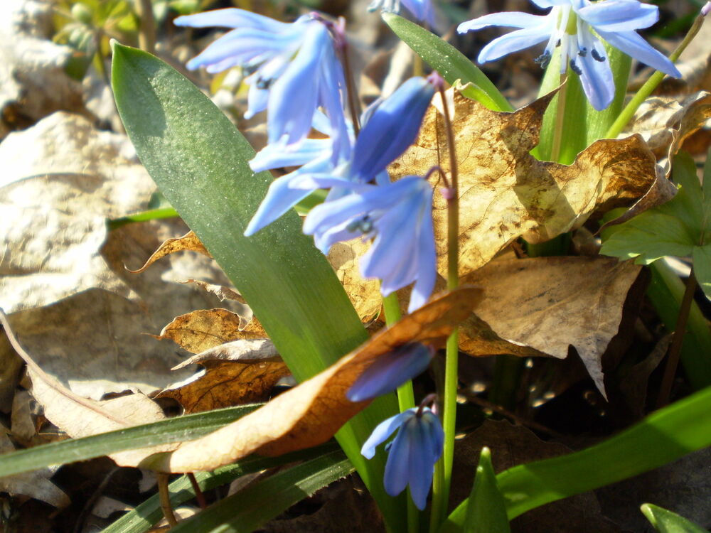 ���� 6502778 ������� Sashaobov, 38 ���, ���� ���������� � ��������