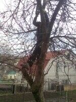  ,   Romzes13, 45 ,  
