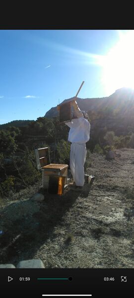  Alacant,   Dmitri, 41 ,  