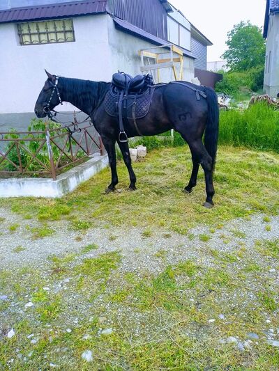  ,   Abraham, 50 ,   ,   , c , 