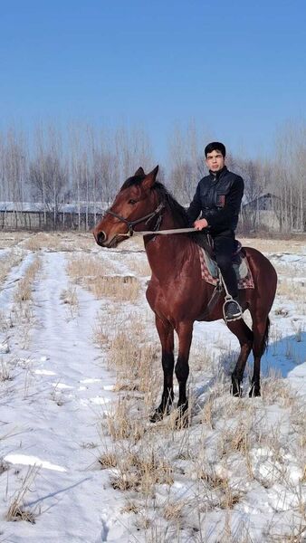  ,   Sultan, 40 ,   ,   , c , 