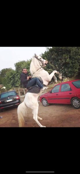  ,   Mazen, 32 ,   ,   