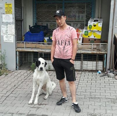  ,   Boburshox, 31 ,   ,   