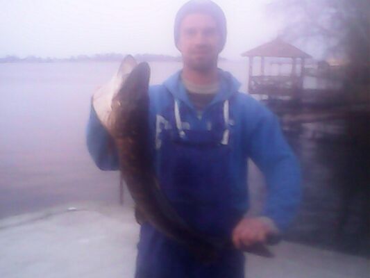  ,   Zibert36, 52 ,   