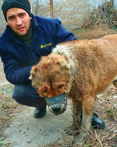  ,   AVAZBee, 27 ,   ,   