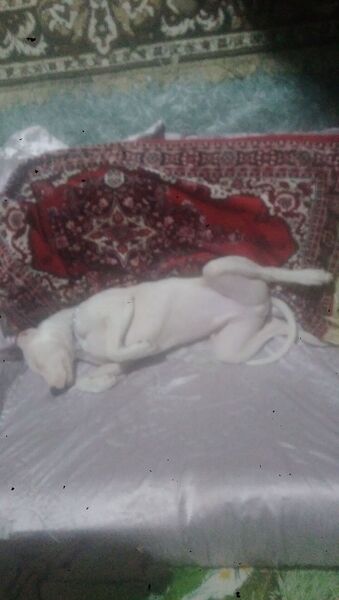  ,   , 37 ,   ,   , c , 