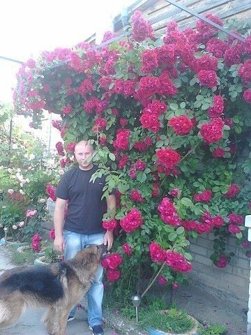  ,   , 53 ,   