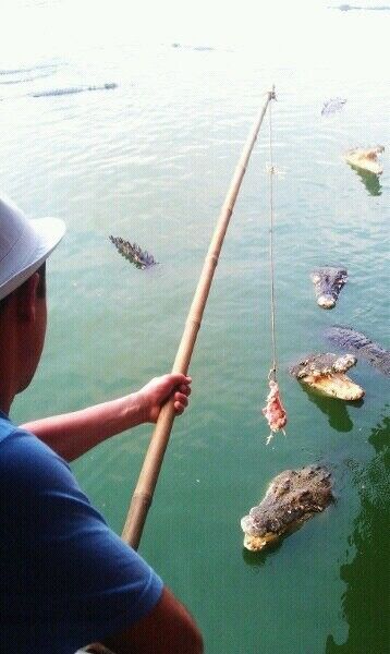 ���������� �����, ���� ������� ���������, 43 ����, ������������ ��� ������