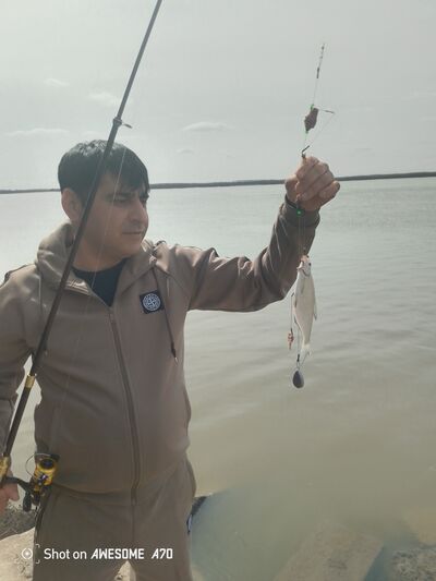  ,   Zamiq, 39 ,   ,   