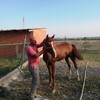   Vedat